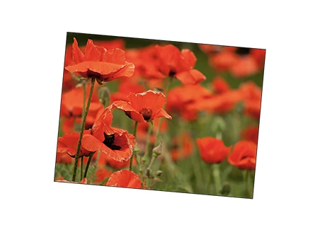 Powerpoint of poppies