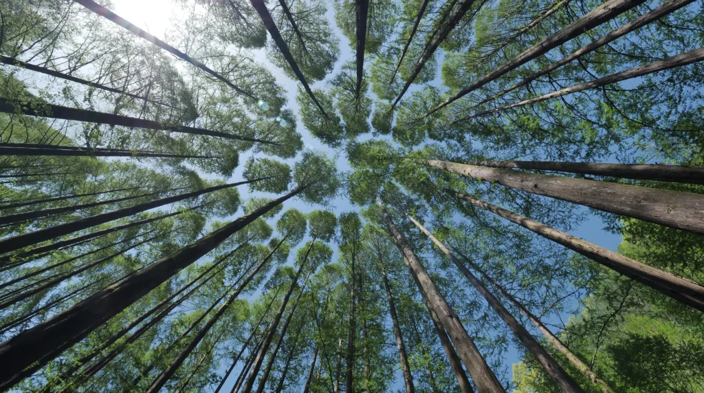 Trees