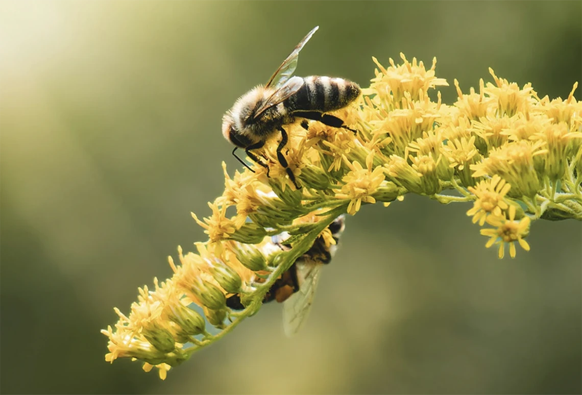 Honey bee on a yellow flower