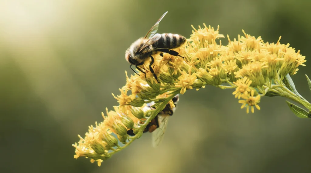 Environmental Issues Network (EIN) Member Updates, issue 5 Photo shows a honey bee on a yellow flower.