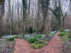 2 paths between trees.